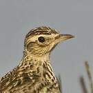 Alouette gulgule