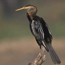 Anhinga roux