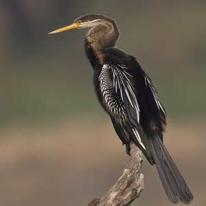 Anhinga roux