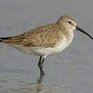 Bécasseau cocorli