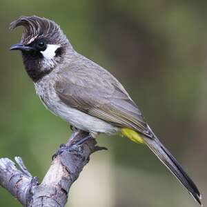 Bulbul à joues blanches