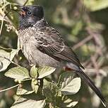 Bulbul à ventre rouge