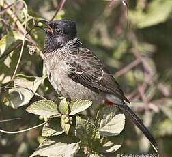 Bulbul à ventre rouge