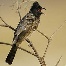 Bulbul à ventre rouge