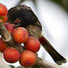 Bulbul à ventre rouge