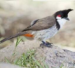 Bulbul orphée