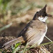 Bulbul orphée