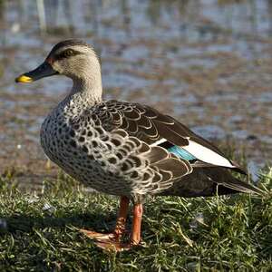 Canard à bec tacheté