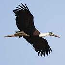Cigogne épiscopale