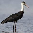 Cigogne épiscopale