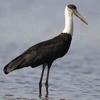 Cigogne épiscopale