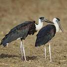 Cigogne épiscopale