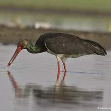 Cigogne noire