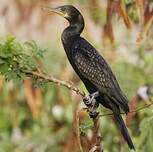 Cormoran à cou brun