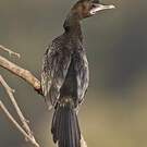 Cormoran de Vieillot