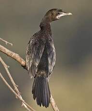 Cormoran de Vieillot