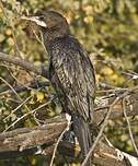 Cormoran de Vieillot