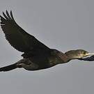 Cormoran de Vieillot