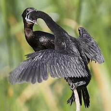 Cormoran de Vieillot