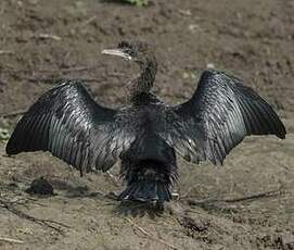 Cormoran de Vieillot