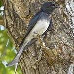 Drongo à ventre blanc