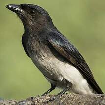 Drongo à ventre blanc