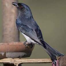 Drongo à ventre blanc