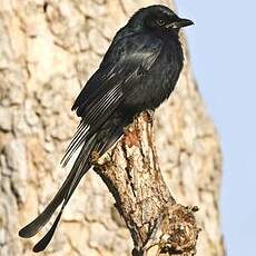 Drongo royal