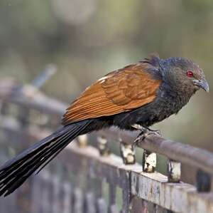 Grand Coucal