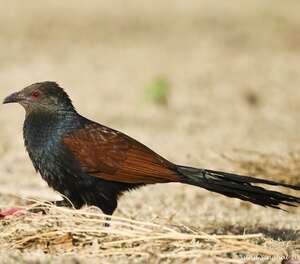 Grand Coucal