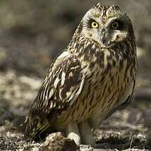 Hibou des marais