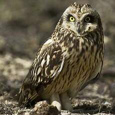 Hibou des marais