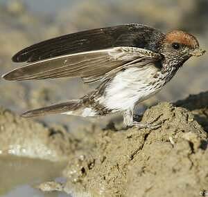 Hirondelle fluviatile