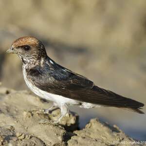 Hirondelle fluviatile