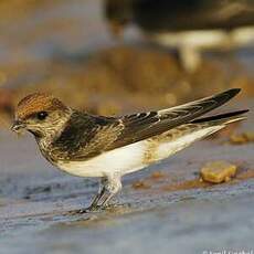 Hirondelle fluviatile