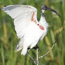 Ibis à tête noire