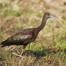 Ibis falcinelle