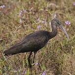 Ibis falcinelle