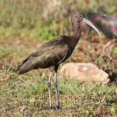 Ibis falcinelle