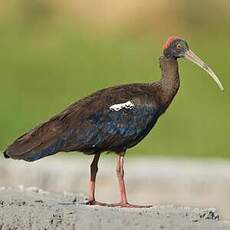 Ibis noir