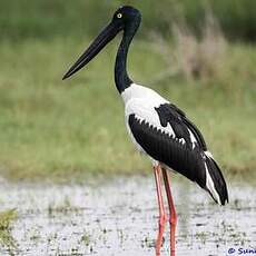 Jabiru d'Asie