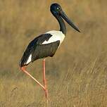 Jabiru d'Asie