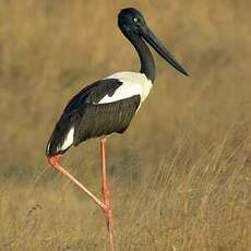 Jabiru d'Asie