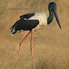 Jabiru d'Asie