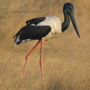 Jabiru d'Asie