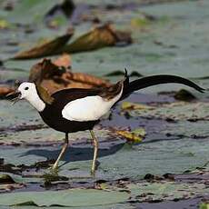 Jacana à longue queue