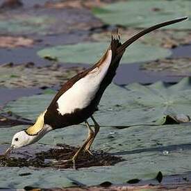 Jacana à longue queue