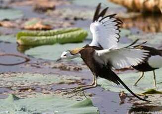 Jacana à longue queue