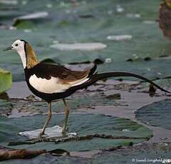 Jacana à longue queue