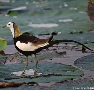 Jacana à longue queue